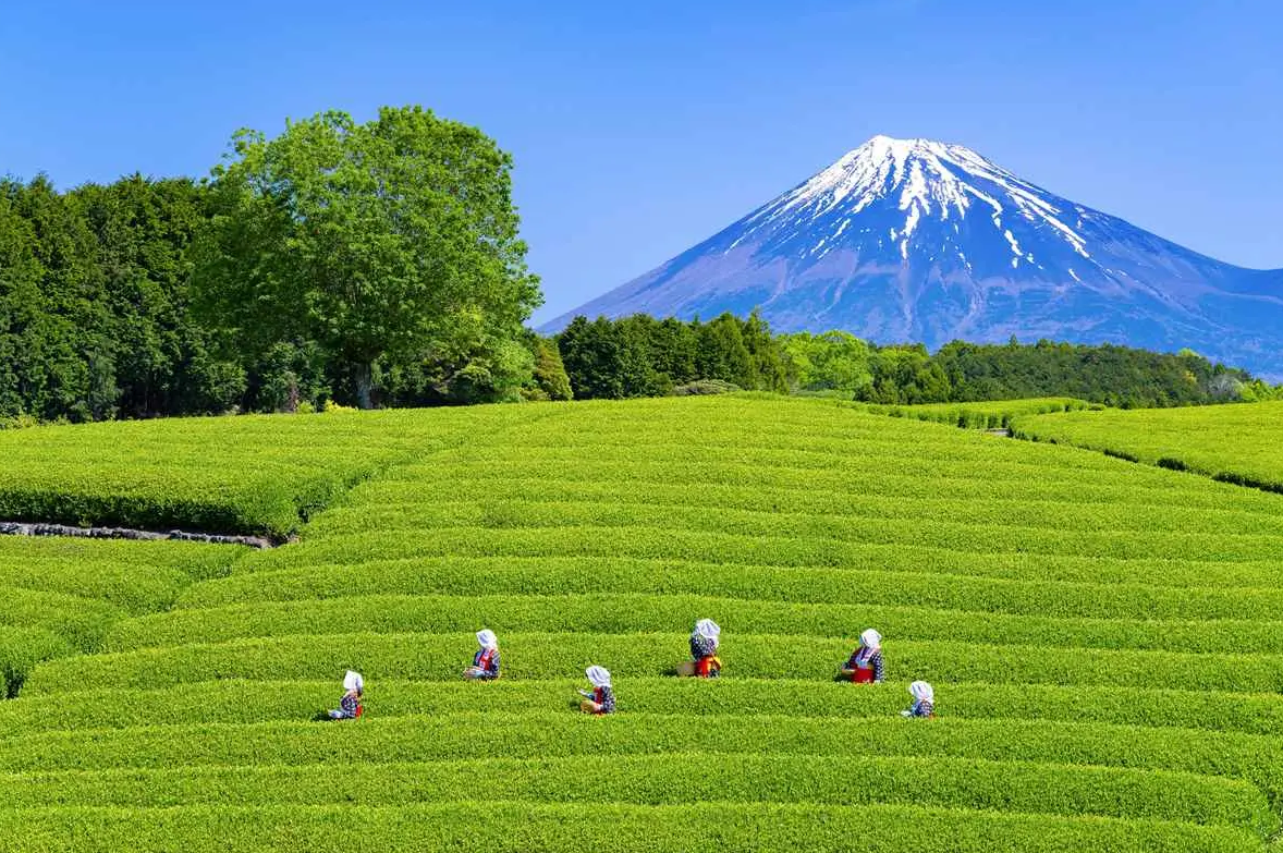 日本茶叶品牌升级